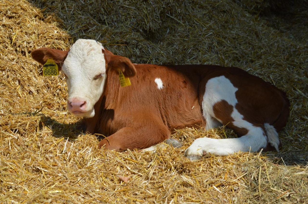 블레드 Tourist Farm Mulej 빌라 외부 사진