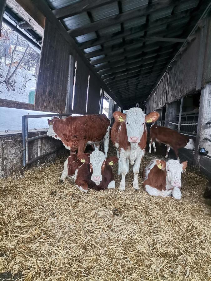 블레드 Tourist Farm Mulej 빌라 외부 사진