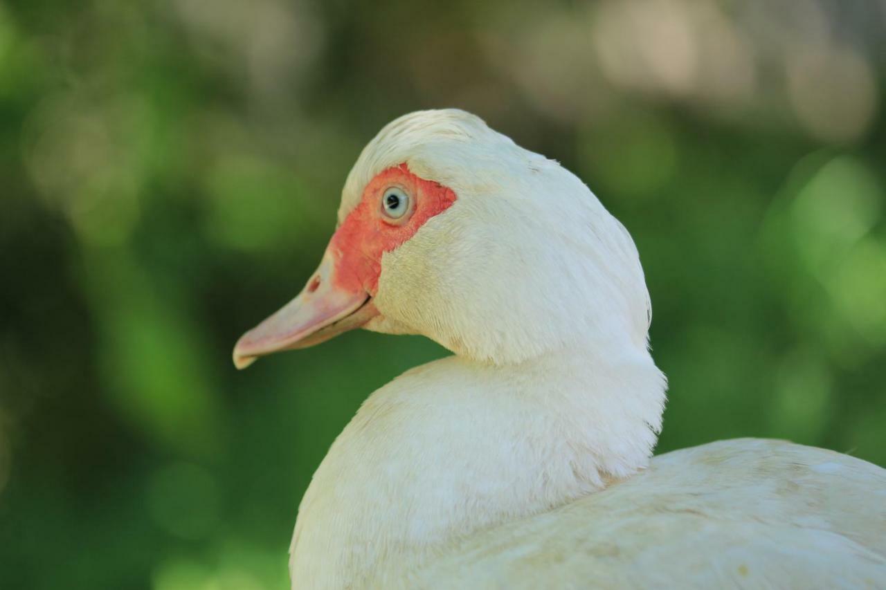 블레드 Tourist Farm Mulej 빌라 외부 사진