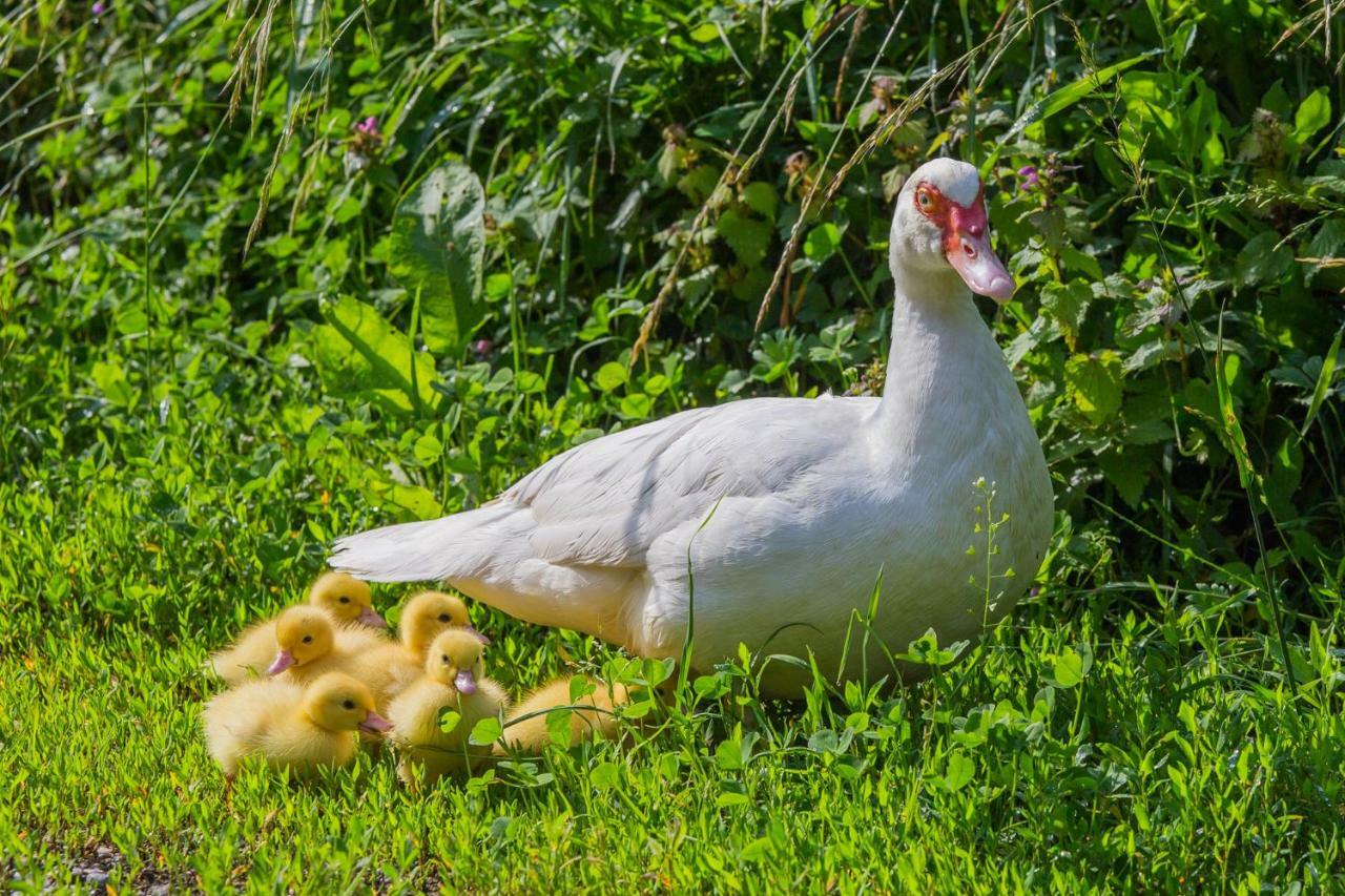 블레드 Tourist Farm Mulej 빌라 외부 사진